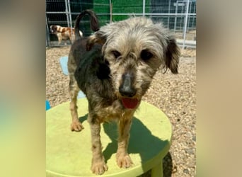 Candy – sanfte Schmusemaus sucht ihr Happy End