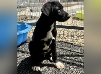 Cupcake – kleiner Glückspilz sucht seine Familie