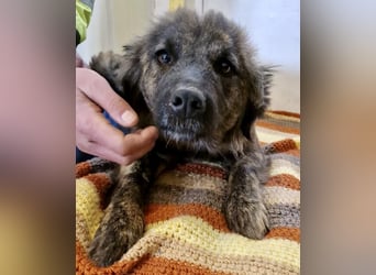 Sanfte Pfötchengeberin Yuki