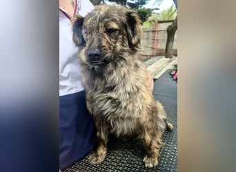 Ronja – kleine Kämpferin sucht ihr Happy End