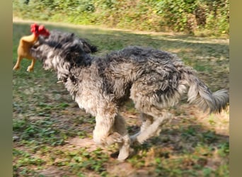 Coco (ehem. Joy) – fröhliche Junghündin sucht aktive Menschen