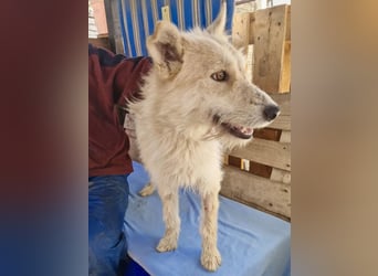 Mara, Schönheit mit zweifarbigem Blick