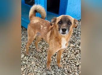 Sanfte Karla sucht ein liebevolles Zuhause