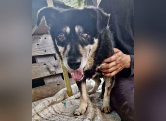 Collin – blinder Senior kämpft im Shelter ums Durchhalten