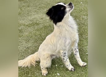 Zierlicher Junghund Merlin