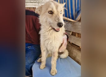 Mara, Schönheit mit zweifarbigem Blick