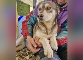Frohnatur Spike sucht seine Menschen