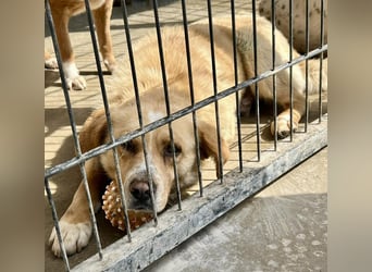 Trauriger Hugo sucht seine Familie