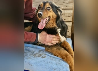 Junger Traumbursche Larry