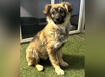 Bildhübsches Welpenmädchen Bibbi