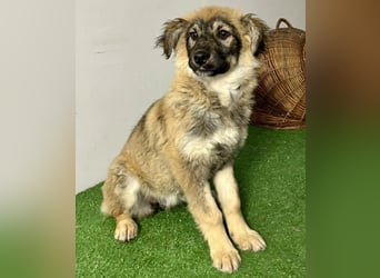 Bildhübsches Welpenmädchen Bibbi