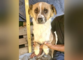 Romy, sanfte Schmusemaus sucht ihre Familie
