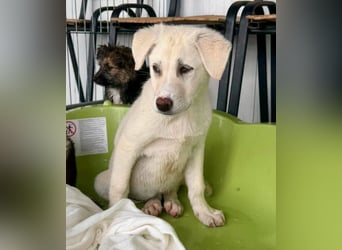 Kleine Briska - auf der Suche nach ihrer Familie