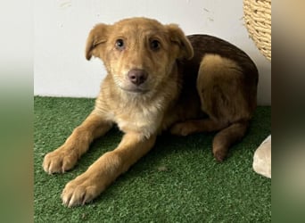 Bildhübsches Welpenmädchen Lumi