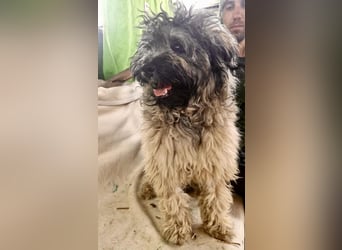 Zauberhaftes Wuschelmädchen Joy – vom geliebten Zuhause ins Shelter