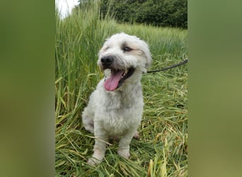 Fröhlicher Struppi möchte endlich ankommen