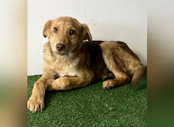 Bildhübsches Welpenmädchen Lumi