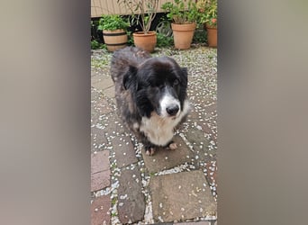 Gnadenplatz für Max gesucht