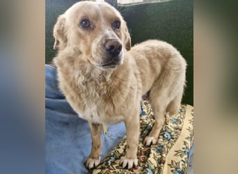 Trauriger Hugo sucht seine Familie