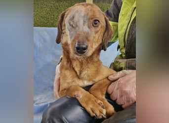 Tapfere Poppy sucht ihr Glück