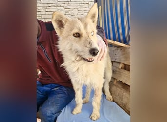 Mara, Schönheit mit zweifarbigem Blick