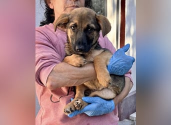Sky – kleines Welpenmädchen sucht ihr Glück
