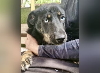Bobby – junger Hundebub sucht liebevolle Menschen