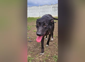 Amy – sanfte Junghündin sucht Geborgenheit