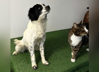 Zierlicher Junghund Merlin