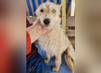 Mara, Schönheit mit zweifarbigem Blick