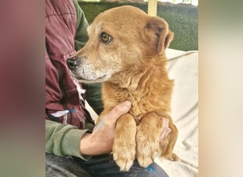 Loke – treuer Begleiter hat alles verloren und sucht einen Neuanfang