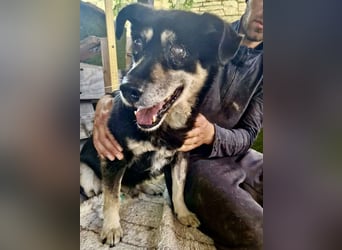 Collin – blinder Senior kämpft im Shelter ums Durchhalten
