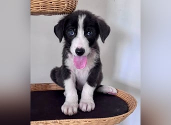 Kleiner Herzenshund Figo sucht seine Familie