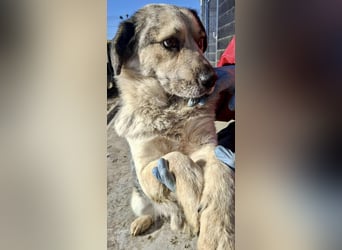 Schmusiger, verspielter Cisco