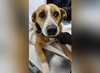 Sanfter Hundeopi Rex