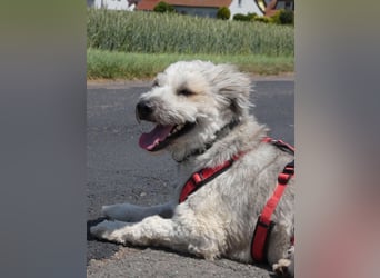 Fröhlicher Struppi möchte endlich ankommen