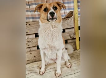 Sanfte Trixi sucht ihre Menschen