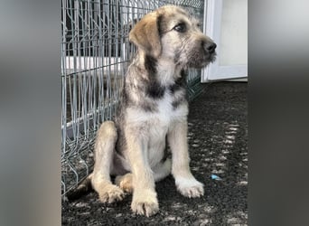 Luke – kleiner Überlebenskünstler sucht sein Glück
