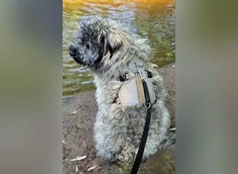 Coco (ehem. Joy) – fröhliche Junghündin sucht aktive Menschen