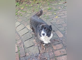 Gnadenplatz für Max gesucht