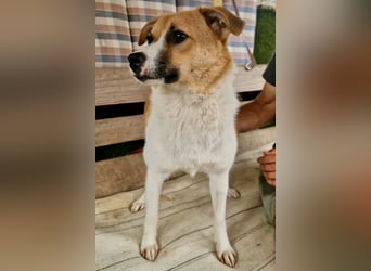 Sanfte Trixi sucht ihre Menschen