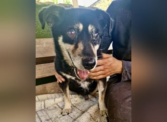 Collin – blinder Senior kämpft im Shelter ums Durchhalten