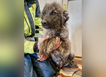 Sanfte Pfötchengeberin Yuki