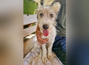 Fibi, bildhübsches Welpenmädchen sucht ihre Familie