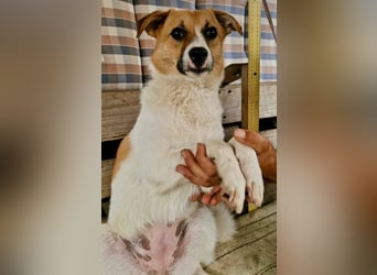 Sanfte Trixi sucht ihre Menschen