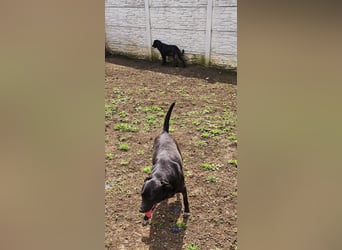 Amy – sanfte Junghündin sucht Geborgenheit