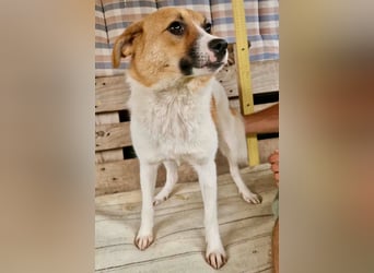 Sanfte Trixi sucht ihre Menschen