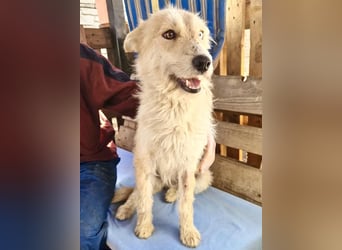 Mara, Schönheit mit zweifarbigem Blick