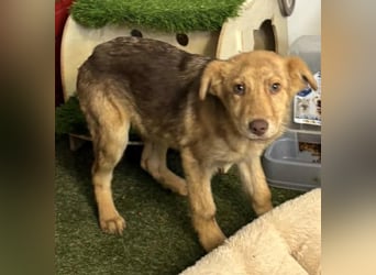 Bildhübsches Welpenmädchen Lumi