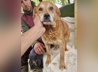 Loke – treuer Begleiter hat alles verloren und sucht einen Neuanfang